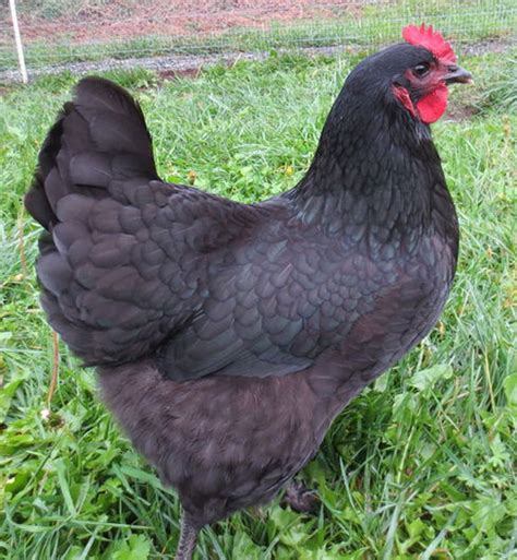 35 Gorgeous Backyard Chickens Breeds - Home, Decoration, Style and Art ...