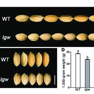 Comparison Of The Grain Size Between Wild Type WT And Lgw A