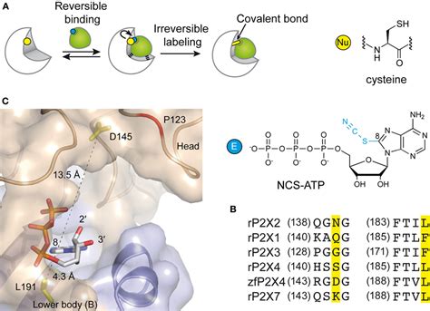 Frontiers Exploring The ATP Binding Site Of P2X Receptors Frontiers