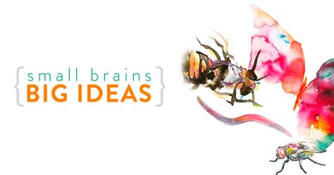 Small Brains Big Ideas