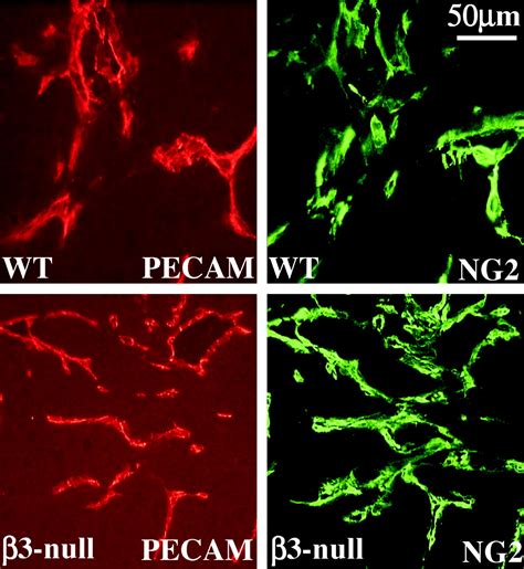 Increased Primary Tumor Growth In Mice Null For Or Integrins