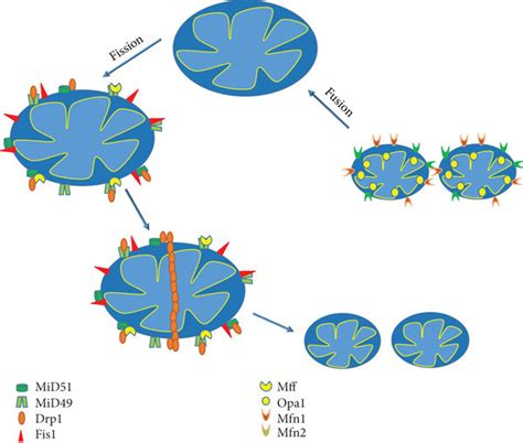 Schematic Representation Of Mitochondrial Dynamics Drp1 In