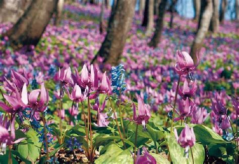 男山自然公園｜北海道旭川市のおすすめ観光・レジャースポット｜旅色