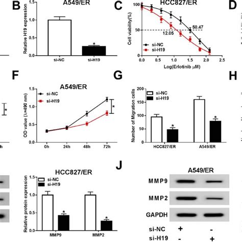 H19 Was Essential For Erlotinib Resistance Of Nsclc Cells Hcc827er