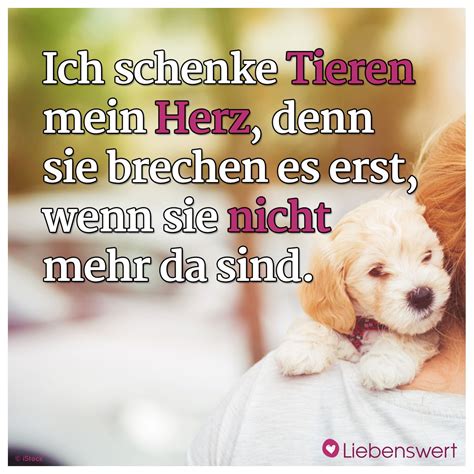 Spr Che F R Tierliebhaber Spr Che Tiere Hund Zitat Zitate Tiere