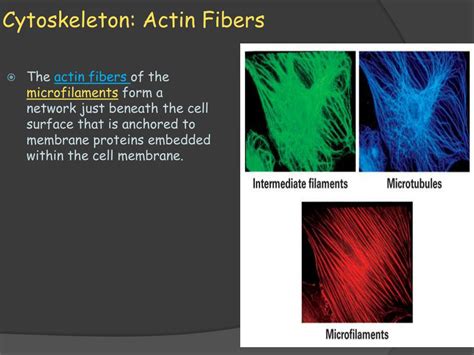 Ppt Cytoskeleton And Cell Membranes 32b Powerpoint Presentation Id