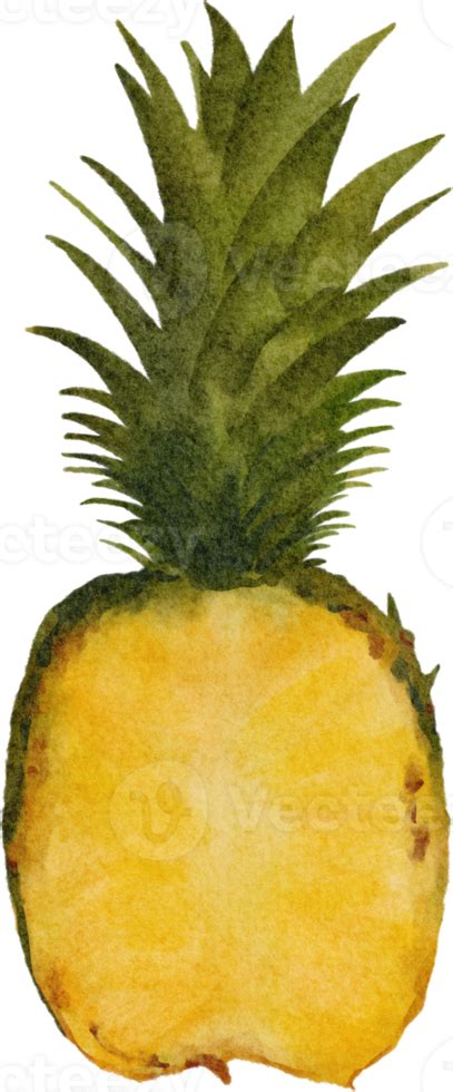 Watercolor Pineapple Clip Art Png