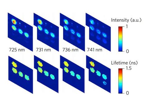 New Bioimaging Technique Is Fast And Economical