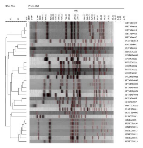 Dendrogram Based On Xbai Pulsed Field Gel Electrophoresis Pfge