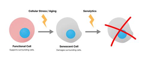 Applied Senolytics