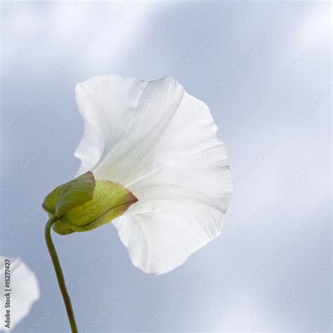 Greater Bindweed Hedge Bindweed Convolvulus Sepium Wild Morni Stock