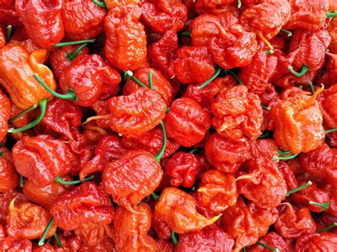 Carolina Reaper Wie A G Bardzo Ostra Papryka Kra Nik Kup Teraz