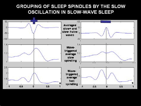 The Grouping Of Spindles By The Slow Oscillation In Slow Wave Sleep Of