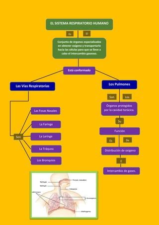 Mapa Del Sisitema Respiratorio PDF