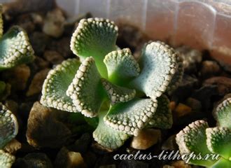 Titanopsis Titanopsis Calcarea K Nw Brandvlei Mg