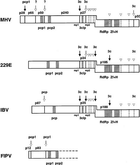 Proteolytic Processing Of The Coronavirus Polyproteins POL1a And