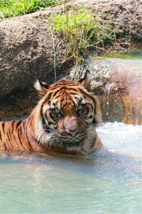 Memphis Zoo | Bengal tiger cat, Wild cats, Animals wild