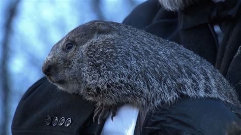 Punxsutawney Phil left his burrow for his annual prediction. Here’s how ...