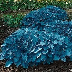 Amazon Garden State Bulb Hosta Blue Mix Live Bare Root Tubers