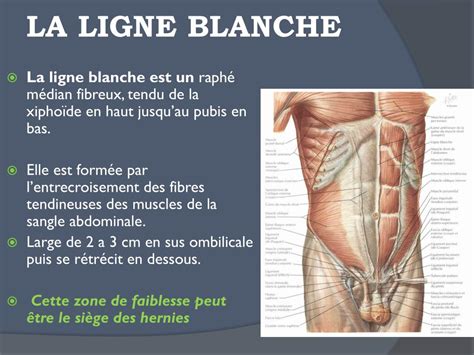 Ppt La Cavite Abdominale Et Ses Parois Powerpoint Presentation Free