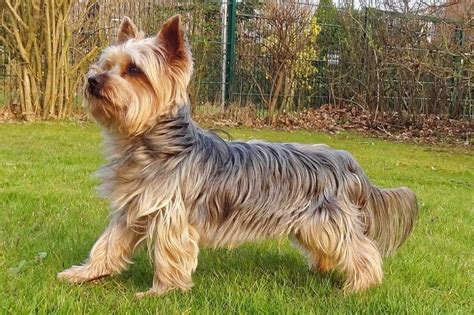 Yorkshire Terrier Price Range How Much Does A Yorkie Puppy Cost 2024