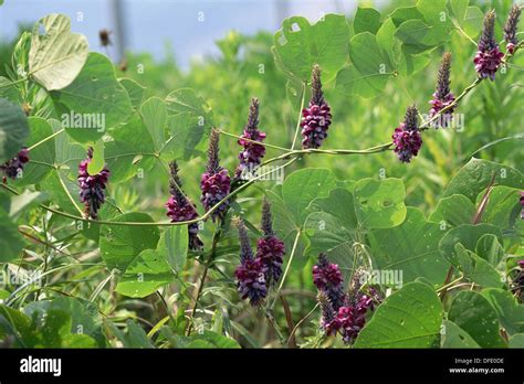 Kudzu plant hi-res stock photography and images - Alamy