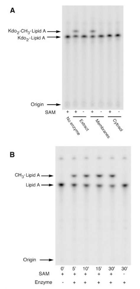 Sam Dependent Methyltransferase Activity Localized In L Interrogans