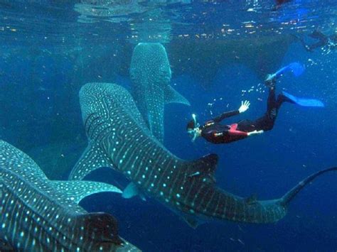 A Murky Experience Swimming With Whale Sharks In Oslob Philippines