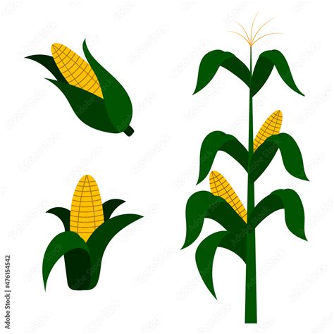 A set of vector sketches of corn. With a corn plant and corn cobs ...