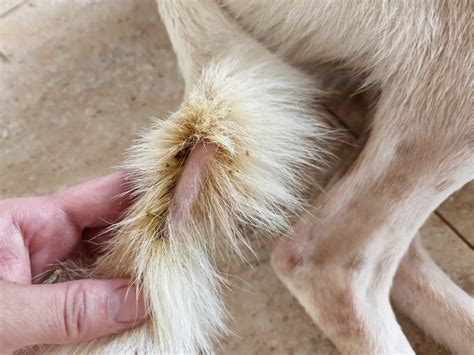 Flea Dermatitis In Dogs Treatment