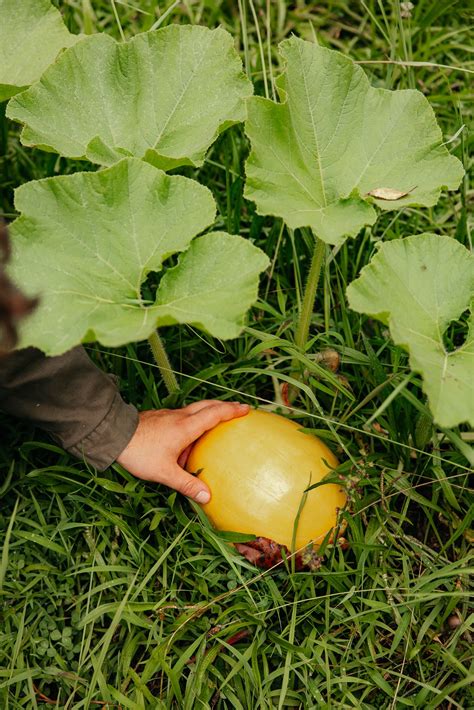 Our 2023 Backyard Pumpkin Patch — Probably This