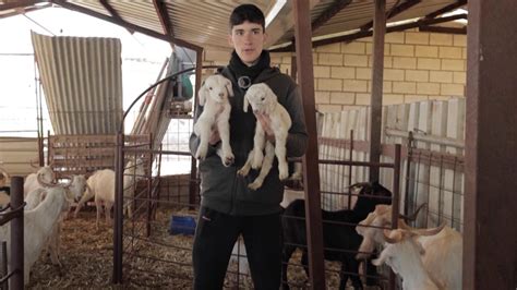 Las Diferencias Entre Un Chivo Celtib Rico Puro Y Uno Cruzado Canal