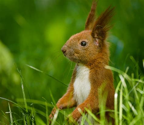 Portrait Of A Red Red Squirrel Sciurus Vulgaris Female S Flickr