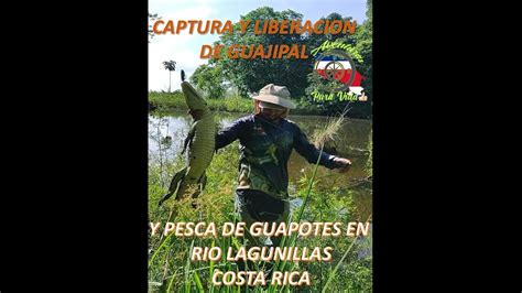 Captura Y Liberacion De Guajipal Lagarto Y Pesca De Guapotes En Rio