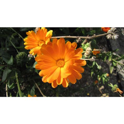 Ringelblume Calendula Officinalis Saatgut G