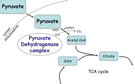 Tca Cycle And Oxidative Phosphorylation Flashcards Quizlet