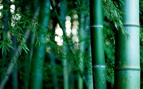 Bamboo 4K Wallpapers - Top Free Bamboo 4K Backgrounds - WallpaperAccess