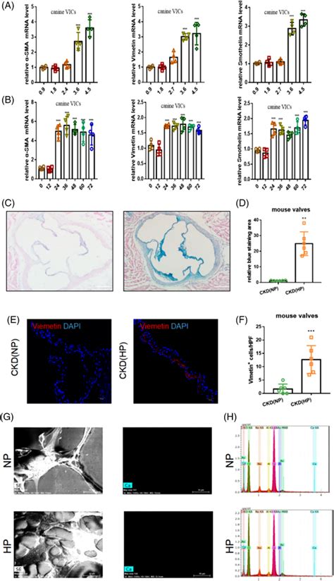 High Phosphorous Hp Induced Valvular Interstitial Cell Vic