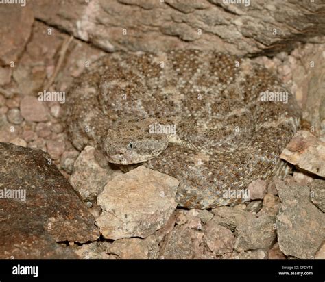 Speckled Rattlesnake Crotalus Mitchellii In Captivity Arizona Sonora