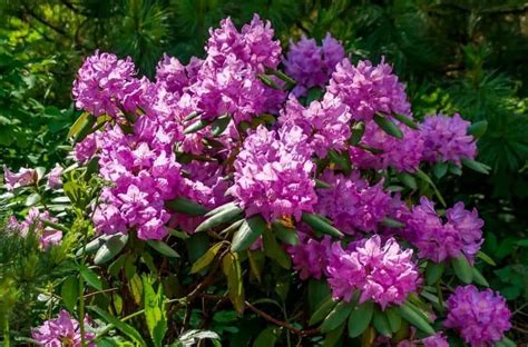 4 Of The Best Spring Flowering Shrubs – Gardening is Great