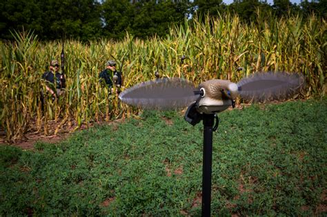 5 Dove Hunting Tips For Shooting More Doves - BlackHeart