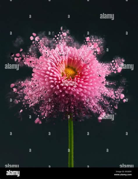 Exploding Flower Hi Res Stock Photography And Images Alamy