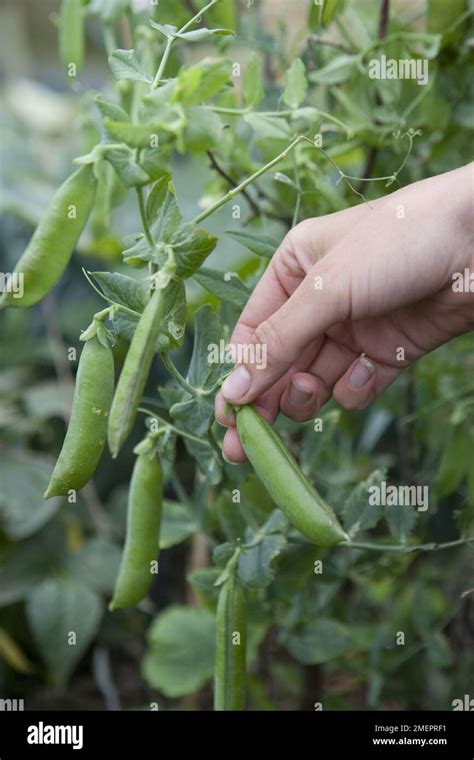 Harvesting Peas Pisum Sativum Stock Photo Alamy