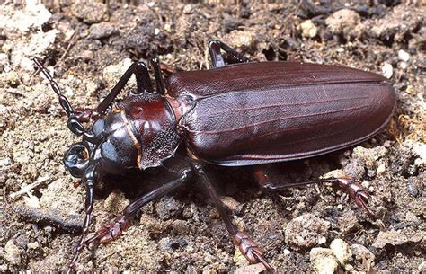 Titan Beetle – Identification, Life Cycle, Facts & Pictures