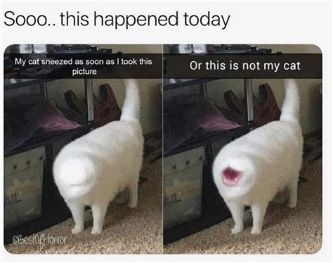 Get In The Caturday Mewd With These 30 Fresh Cat Memes | Cat memes, Funny animal memes, Animal memes