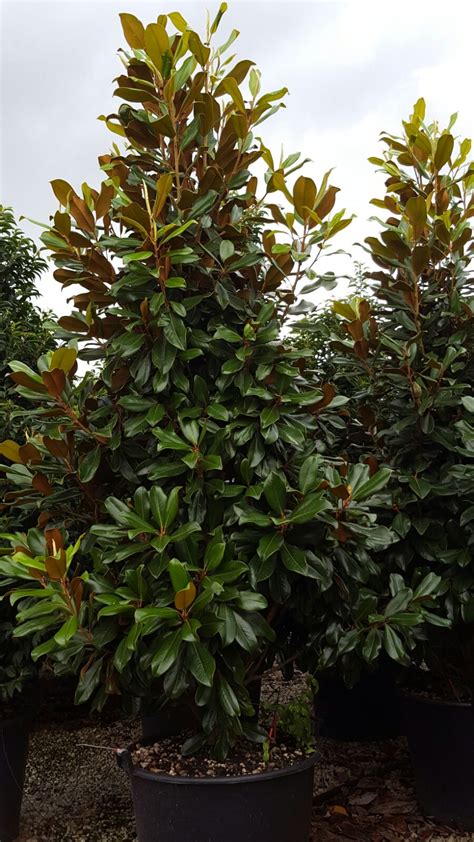 Magnolia Grandiflora Plante Ornamentale Pitesti