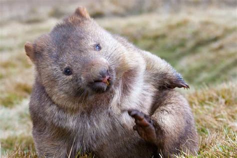 Les Crottes Cubiques Des Wombats Donnent Des Id Es Aux Chercheurs