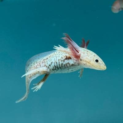 Axanthic Copper Axolotl | Axolotls For Sale | Axolotl Planet