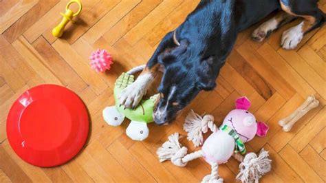 10 Simple DIY Dog Toys You Can Make At Home