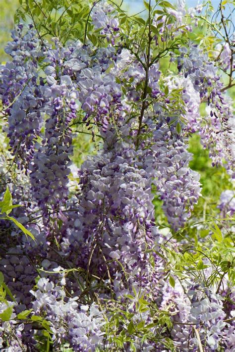 The Chinese Wisteria Wisteria Sinensis Stock Image Image Of Flower